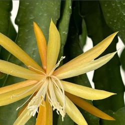 Epiphyllum Orchid 