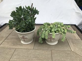 Burro’s tail & ripple jade succulents in 2 pretty French ceramic pots