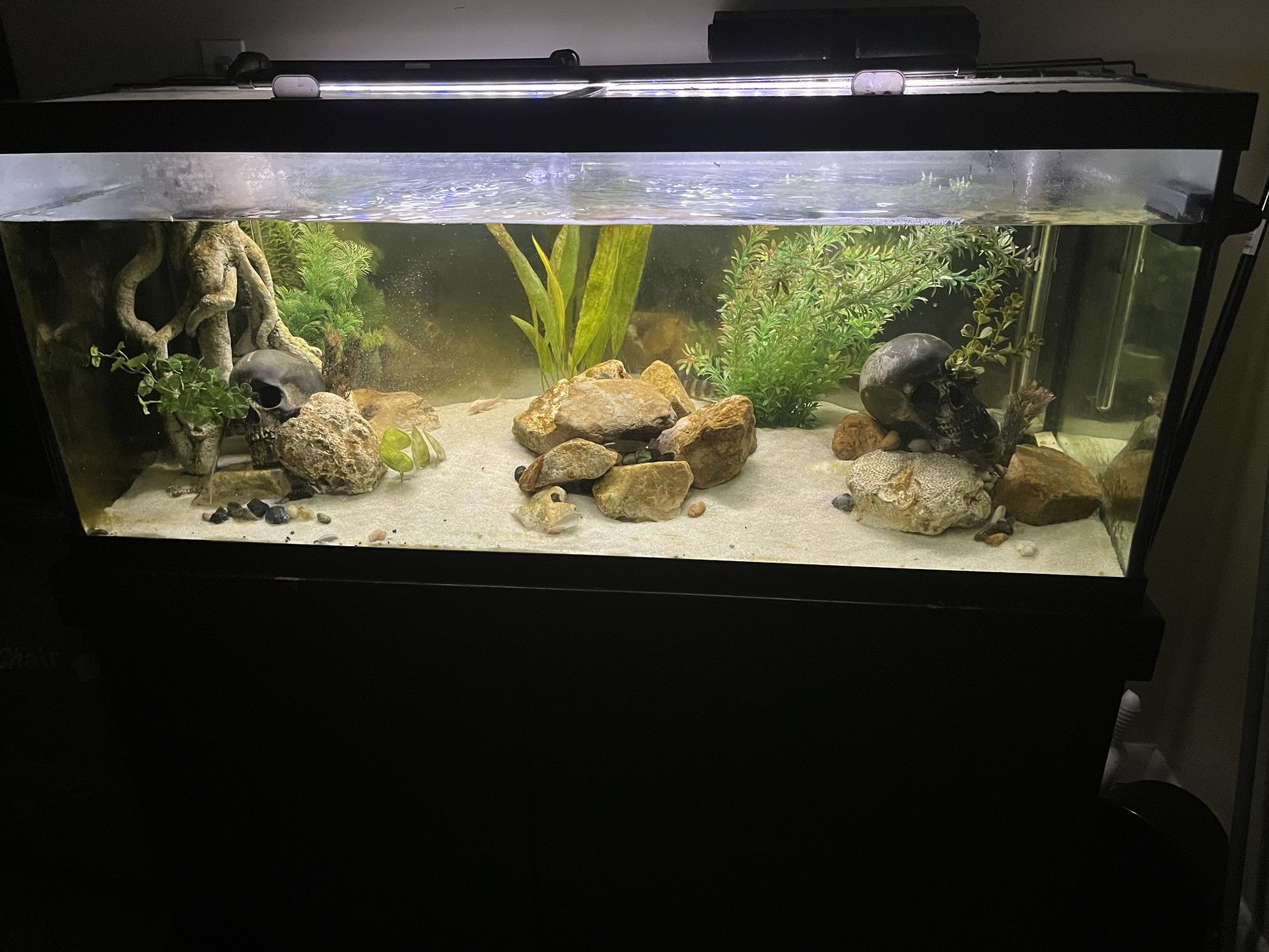 Fish Tank/ Decor And Fluval Filter