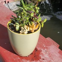 Succulent Plant