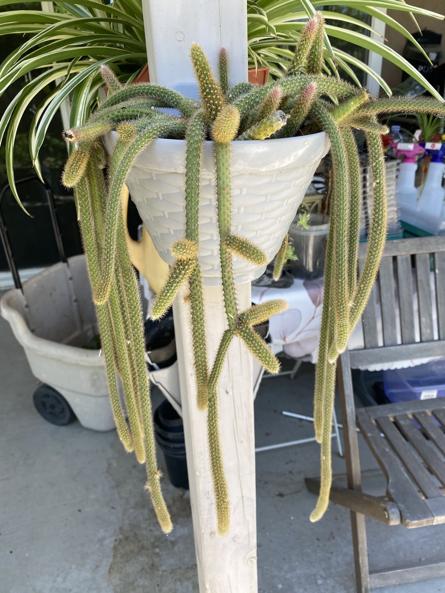 Rat’s Tail Potted Plant
