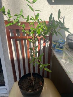 Red pomegranate tree