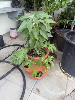 Thai chili pepper plant 🪴 with terracotta planter