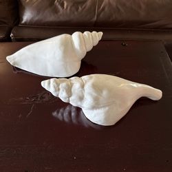 Shell Decor