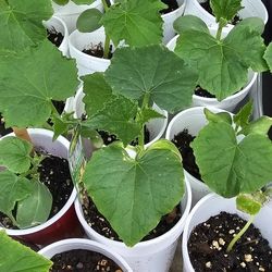 Cucumber Plants $4
