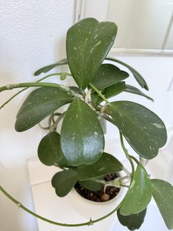 Hoya kerrii Splash (Full Plant + Pot) 