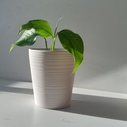 Rare Aroid  Monstera Lechleriana Plant/ House Plant/ Indoor Plant  Flower Patio Garden