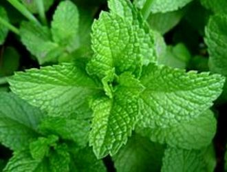 Mint
