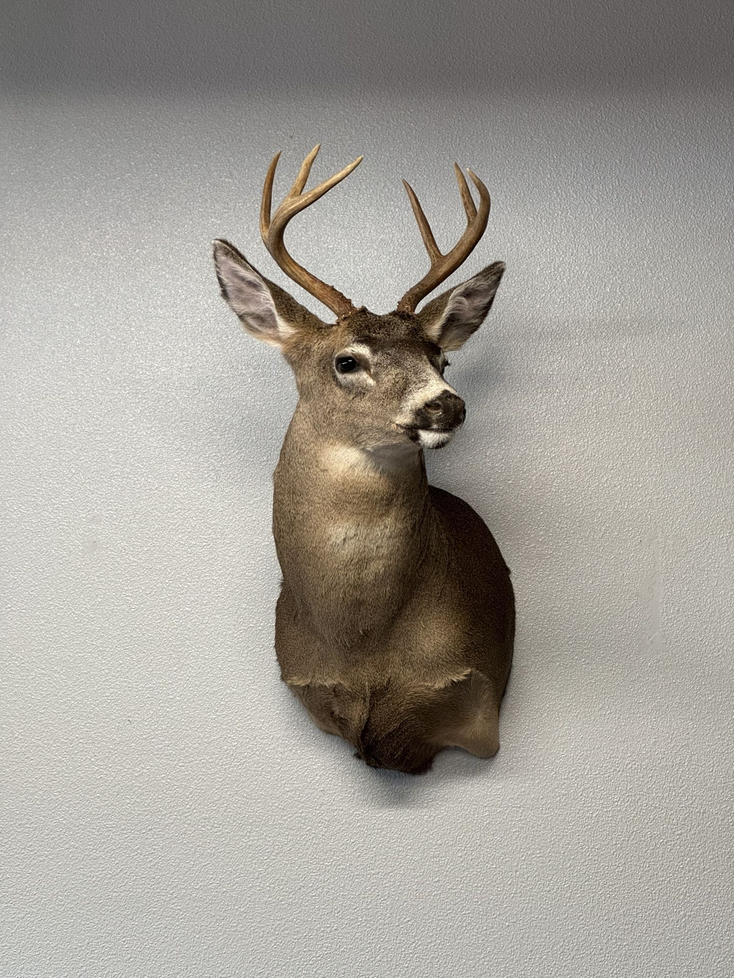 Deer Head Mount for Sale – Beautiful Display Piece!
