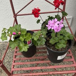 Geranium Plants 🪴 Red,pink,purple 