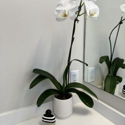 16” White Orchid Pot And Plant