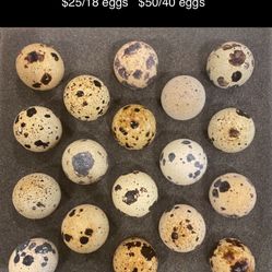 Jumbo Quail Baby Chicks And Fertilized Eggs 