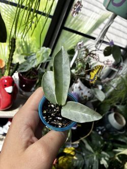 Hoya nova ghost