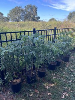 Longgan Fruit Plants