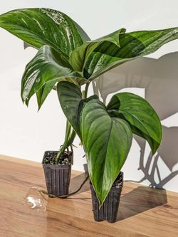Rare Lush Monstera Lechleriana plant/ Indoor Plant/ House Plant/ Flower Patio Garden