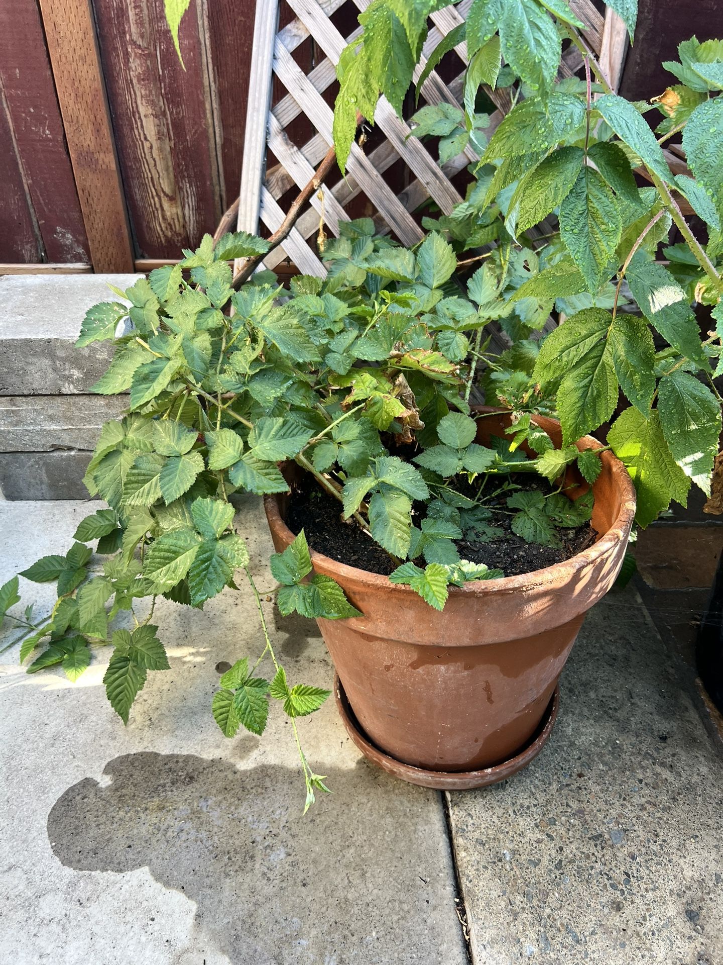 Fledging Sprawling Boysenberry Plant In 6 Gallon Tera Cotta Pot