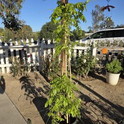 $115 White Wisteria 🌿 Perfect for garden fence