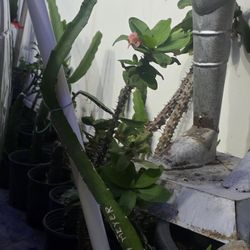 Dragón fruit connie mayer