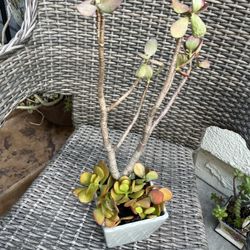 Gray Ceramic Square Por With Jade Succulent