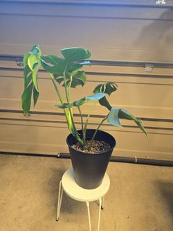 Beautiful Monstera plant in 10.5" black planter