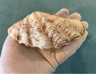 Tridacna Clam Shell Approx 138mm