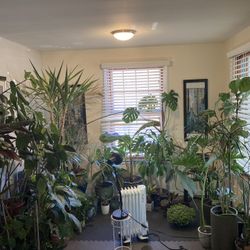 PLANT EXTRAVAGANZA