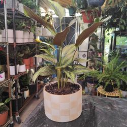 Calatheas Beauty Star Prayer Plant 