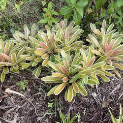 Bromeliad Plants