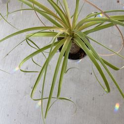 Potted Elephant Foot Plant