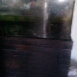 Saltwater fish Take 110galon