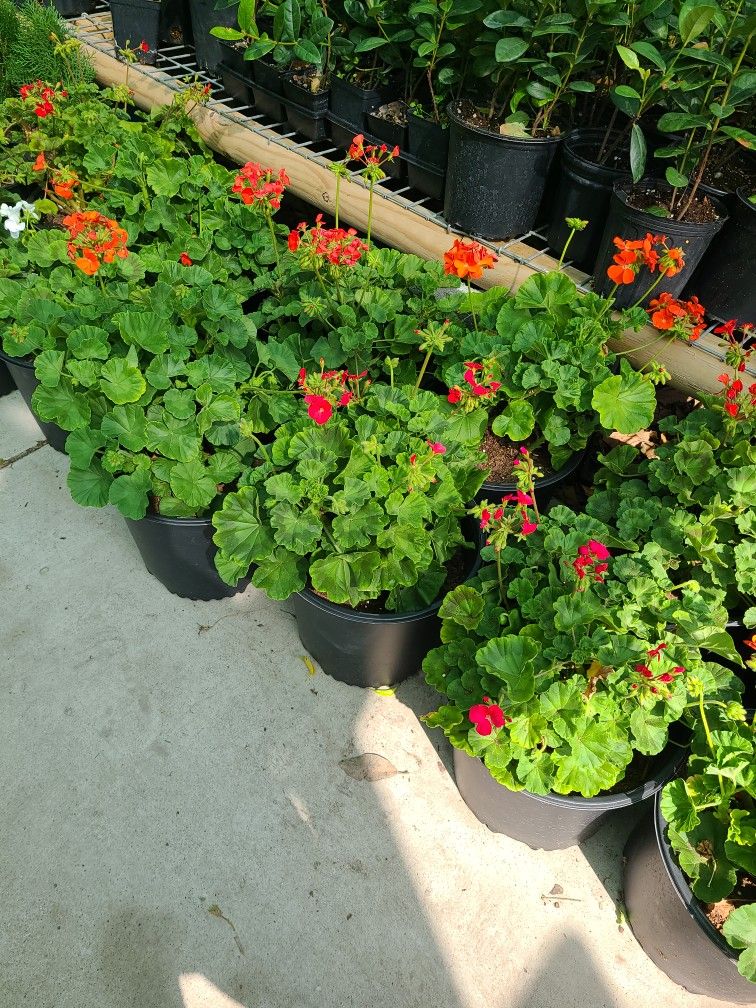Geranios Geraniums 3gallon
