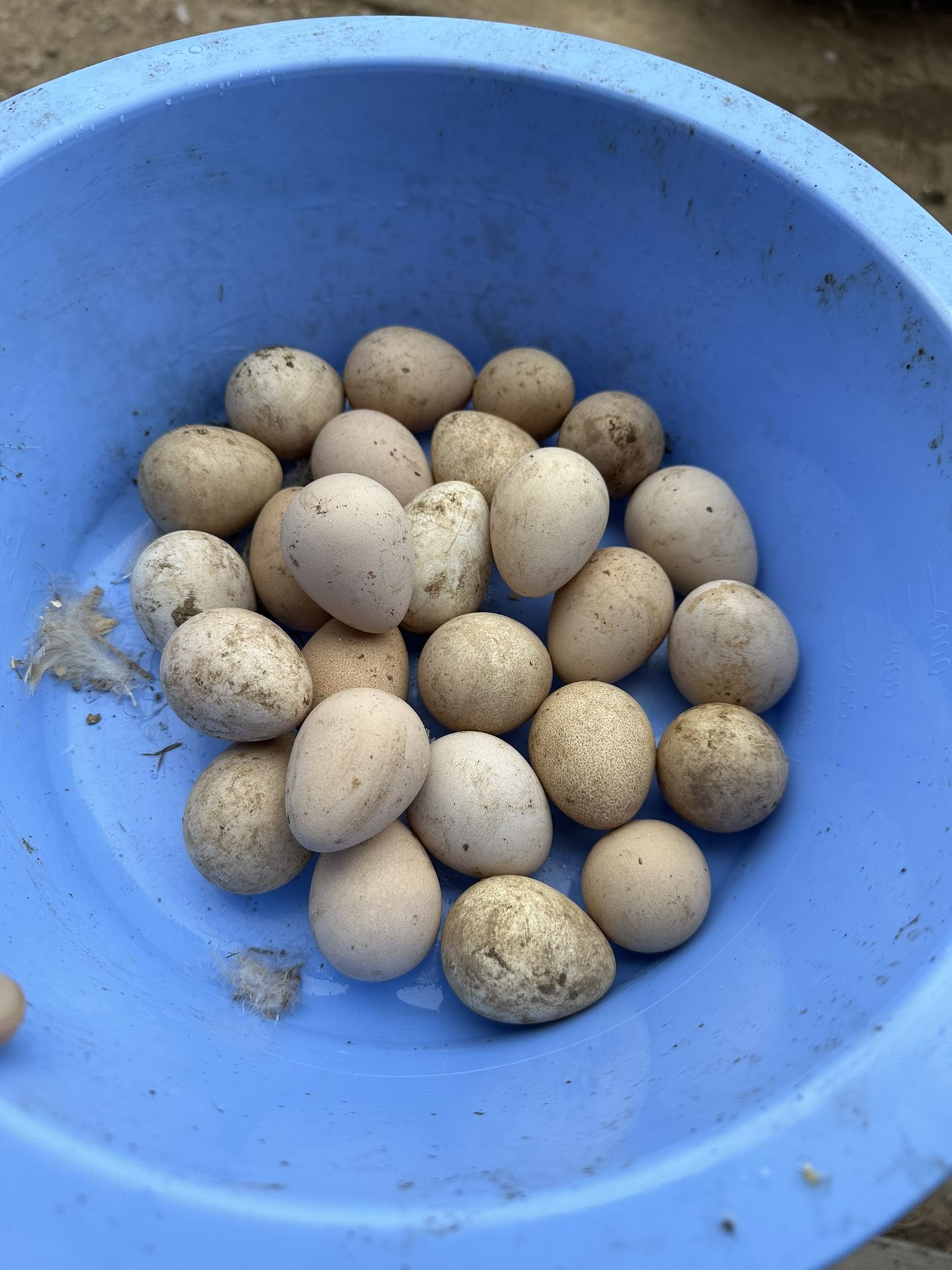Fertile Guinea Hen Eggs