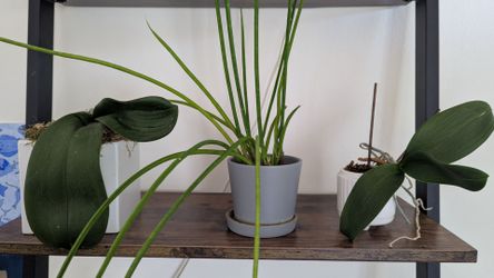 Freeee - Orchids and a skinny stringy plant