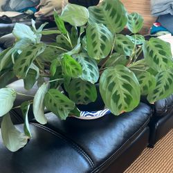 Thriving Prayer Plant 