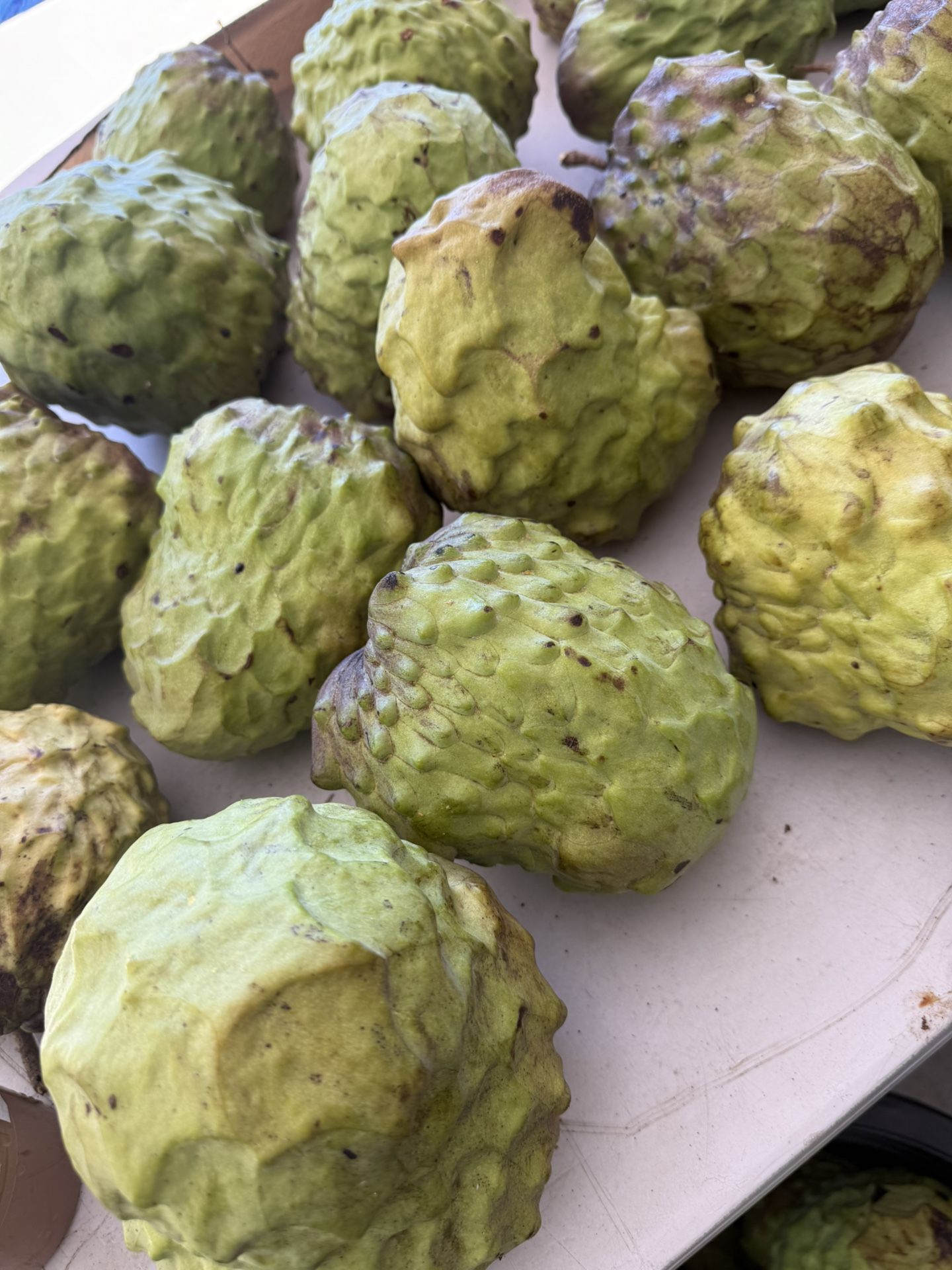 Fresh AP Atemoya Fruits