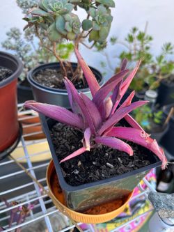 Purple Hearts Plant