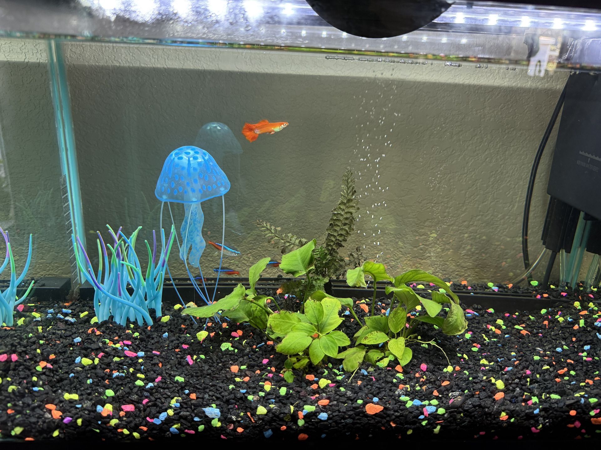 10 Gallon Fish Tank With Fishes And Accessories