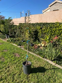 Variety of plants for sale