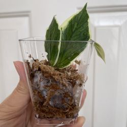 Beautiful Albo Hoya Polyneura Plant CUTTING- Semi Rooted
