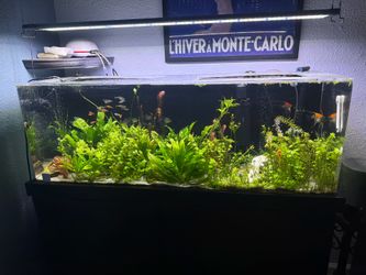 65 gallon aquarium