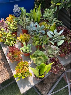 Little succulents pots , each pot $2