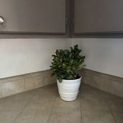 Plantas Naturales Para Más Información Mándeme Mensaje …