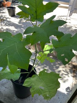 Sundaikkai ( Turkey Berry) plant big