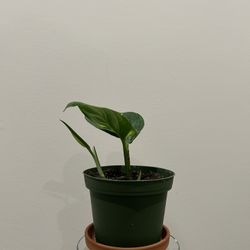 baby pothos plant