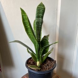 Snake Plant 