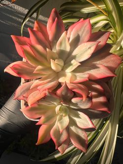 $25 - ‘Lotus Lamp’ Variegated Echeveria