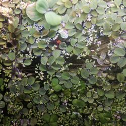 Aquarium Lettuce, A variety of plants. Pick Up Only.