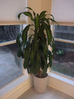 Free Plants