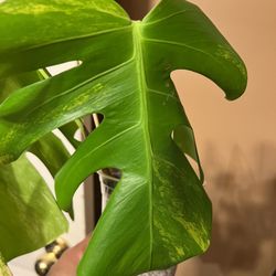 Variegated Monstera Aurea Plant Cutting Currently Rooting In Perlite 