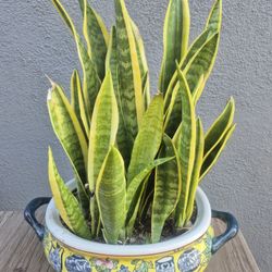 Snake Plant In Decorative Vase